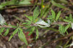 Heartsepal buckwheat